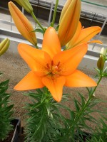 [5090 Casino Royale No02.JPG]